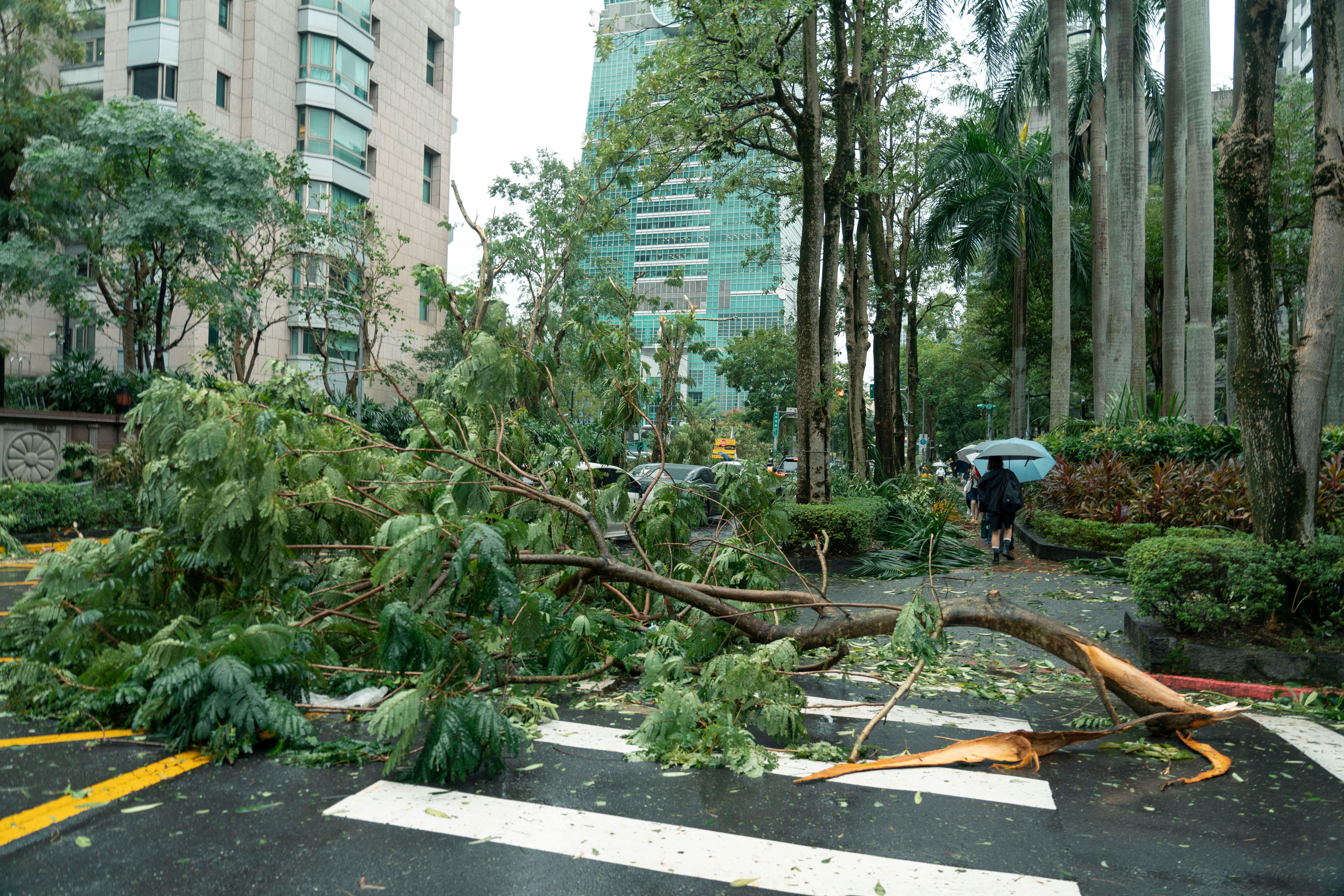 Wind and Storm Damage Repair